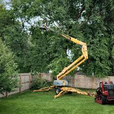 How Our Tree Care Process Works  in  Laughlin, NV