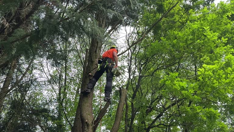 Reliable Laughlin, NV Tree Removal Solutions